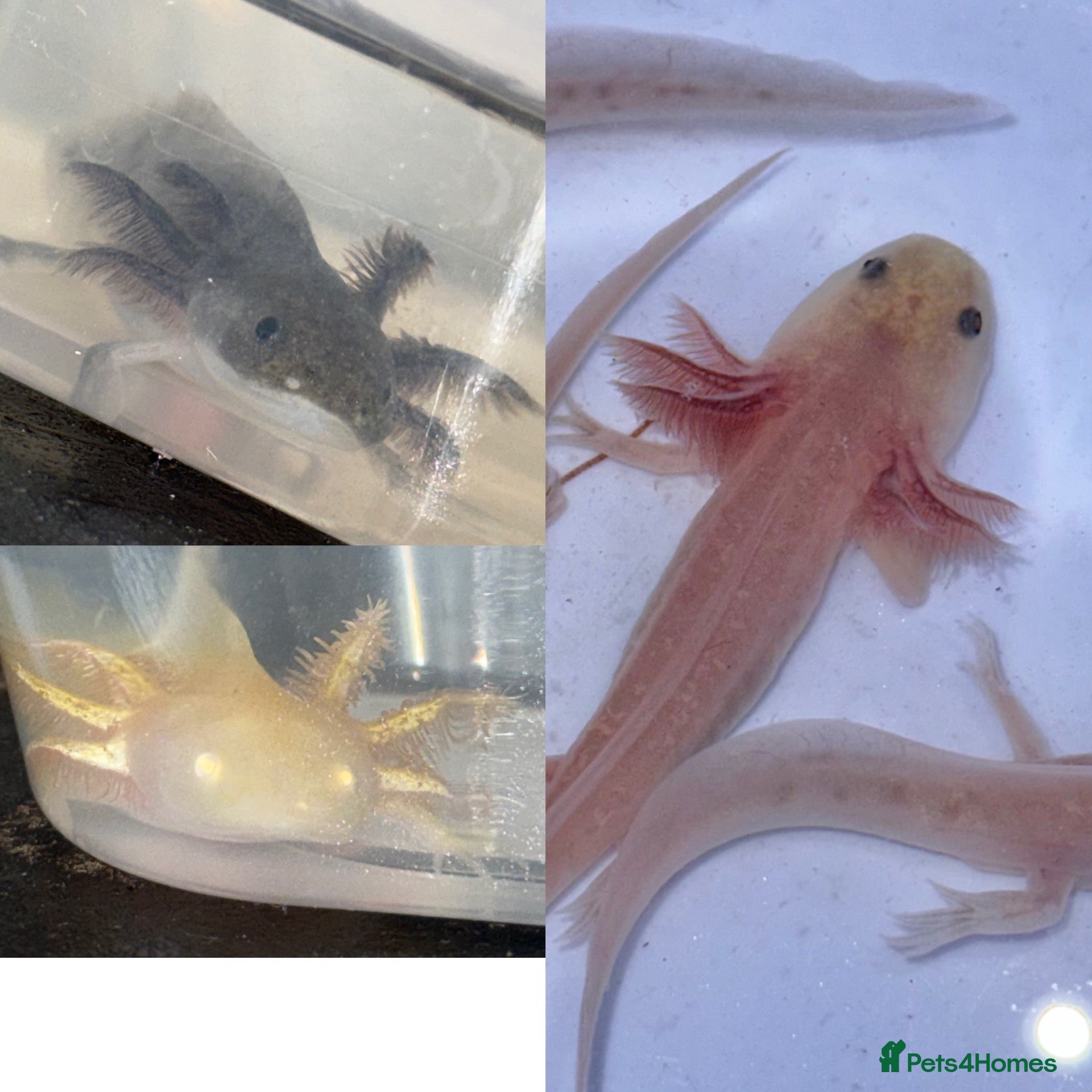 Axolotl reptiles Axolotl juveniles  - Advert 6