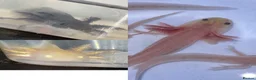 Axolotl reptiles for sale: Axolotl juveniles  - Advert 3