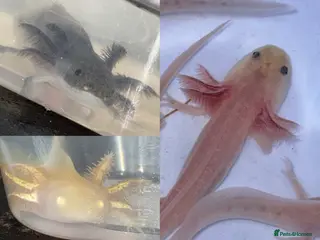 Axolotl reptiles Axolotl juveniles - Advert 6