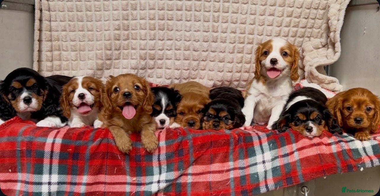 Cavalier King Charles Spaniel dogs STUNNING CAVALIER KING CHARLES PUPPIES  - Advert 1