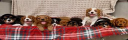 Cavalier King Charles Spaniel dogs for sale: STUNNING CAVALIER KING CHARLES PUPPIES  - Advert 1
