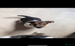 Jack Russell dogs for sale: Chunky Confident Terrier Pups for 5* Active Homes - Image 2
