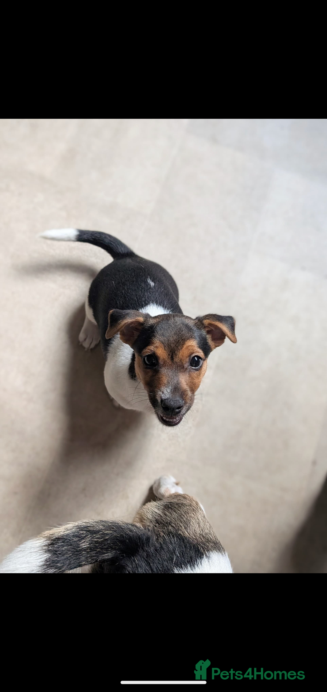 Jack Russell dogs for sale: Chunky Confident Terrier Pups for 5* Active Homes - Image 2