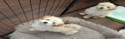 Maltipoo dogs for sale: 2 F1 Maltipoo puppies available  - Advert 3