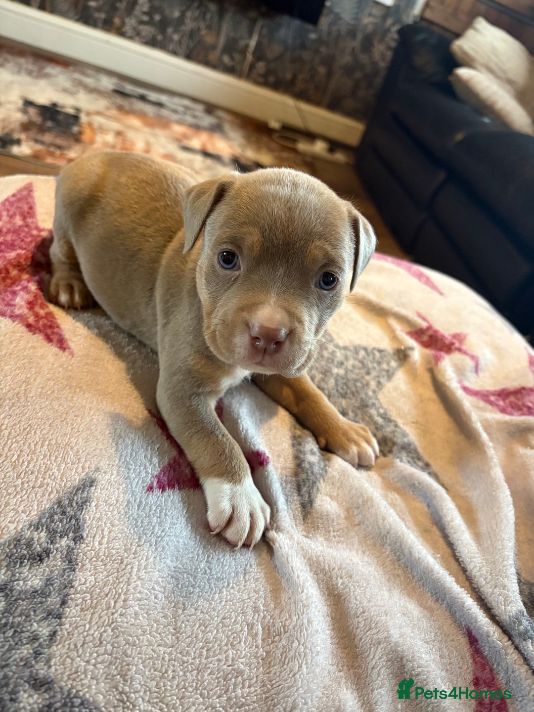 American Bully dogs for sale: American bully standard puppies  - Advert 4