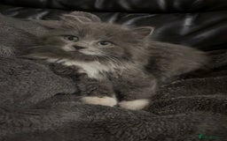 Mixed Breed cats for sale: Grey and white kittens  - Advert 2