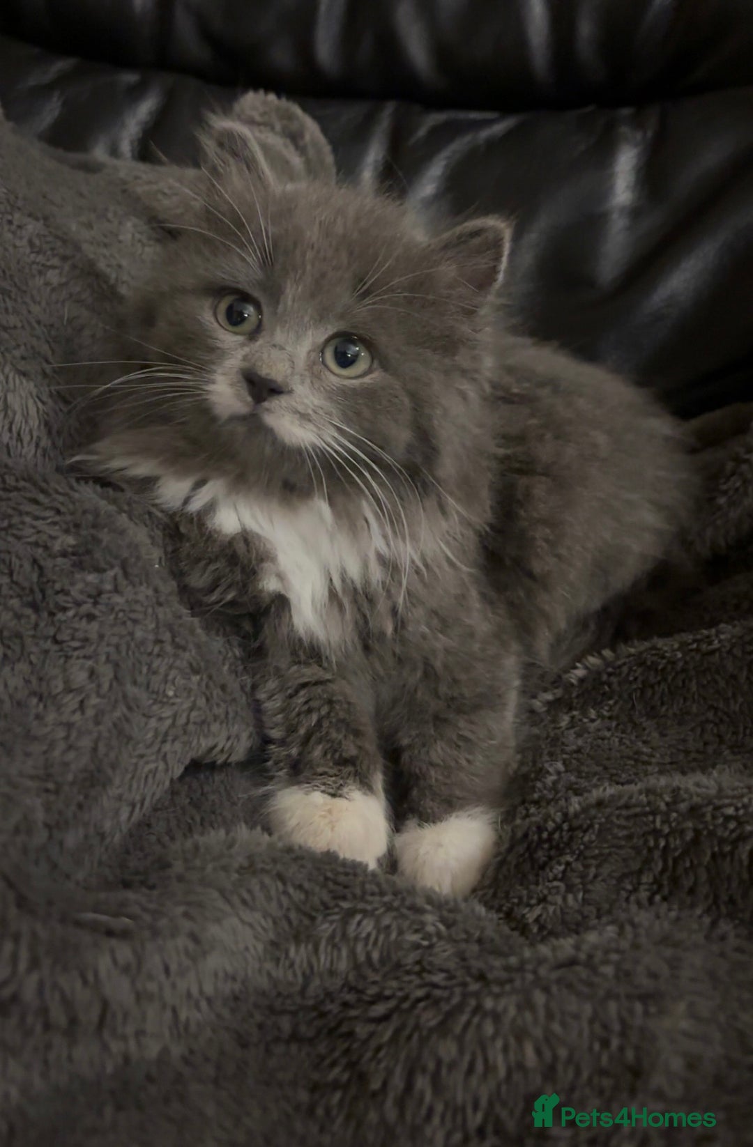 Mixed Breed cats for sale: Grey and white kittens  - Advert 2