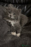 Mixed Breed cats Grey and white kittens - Advert 11