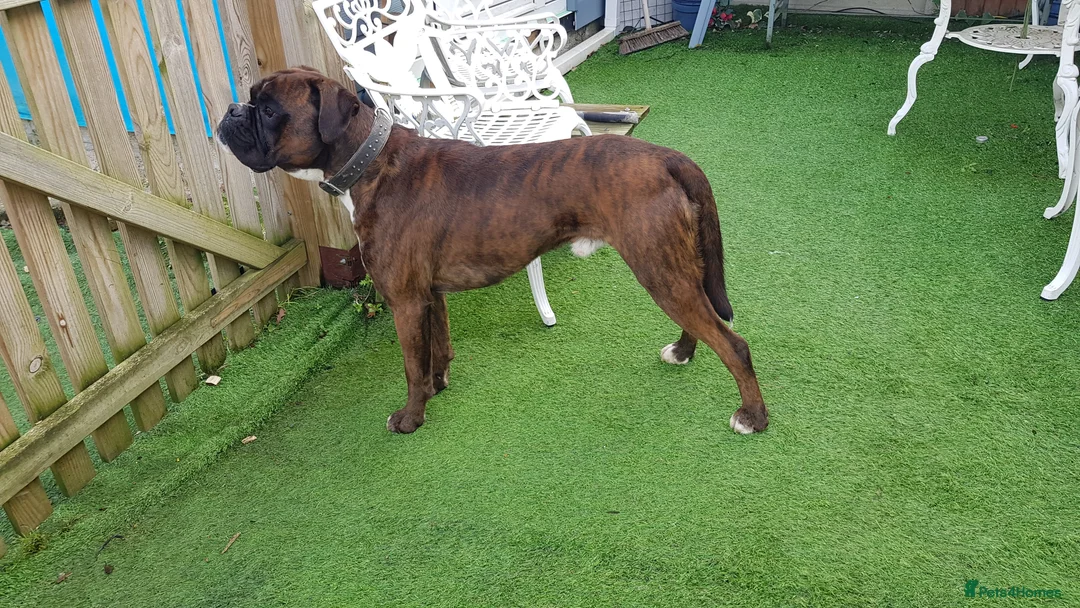 Boxer dogs for stud: Kc Registered and Heart scored Stud dog in Herne Bay - Advert 6