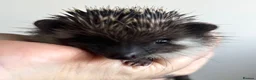 Pygmy Hedgehog rodents for sale: African Pygmy Hedgehog Ethnical breeding mixed - Advert 7
