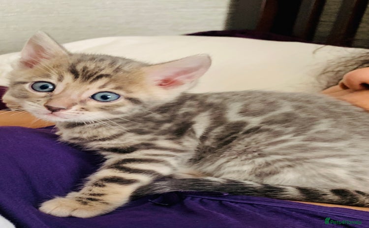 Bengal cats - Advert 2