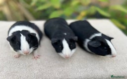 Guinea Pig rodents for sale: Sows/ Female Guinea pigs - Image 6