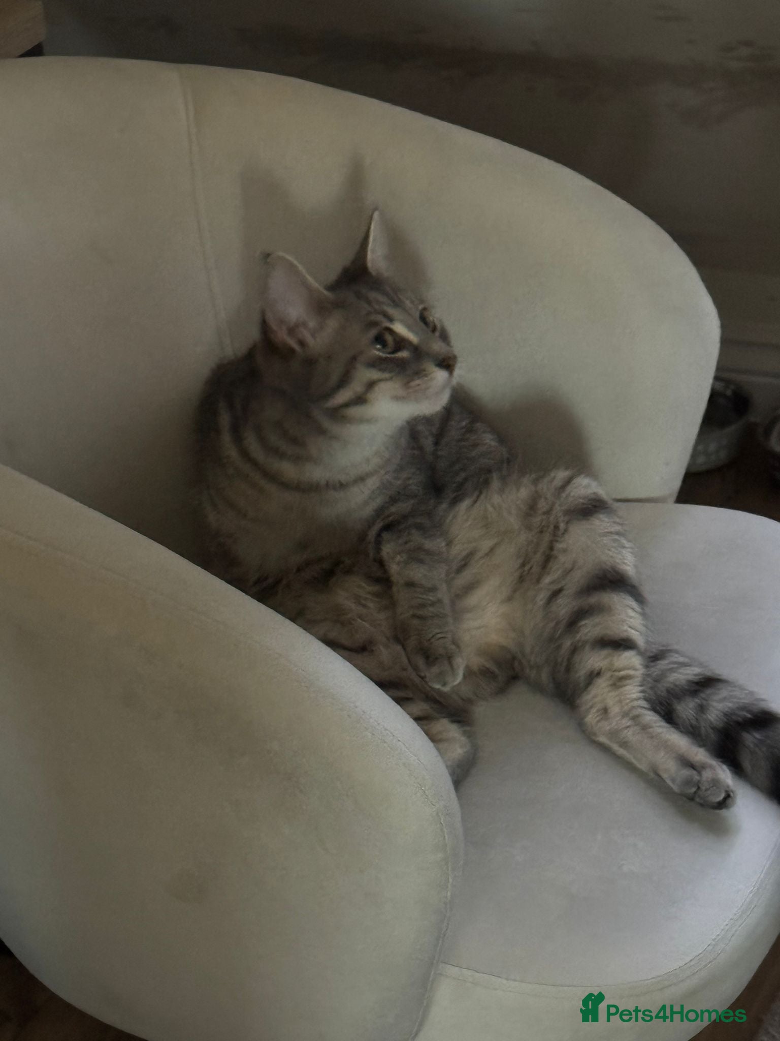 Mixed Breed cats 9 months old beautiful girl  - Advert 1