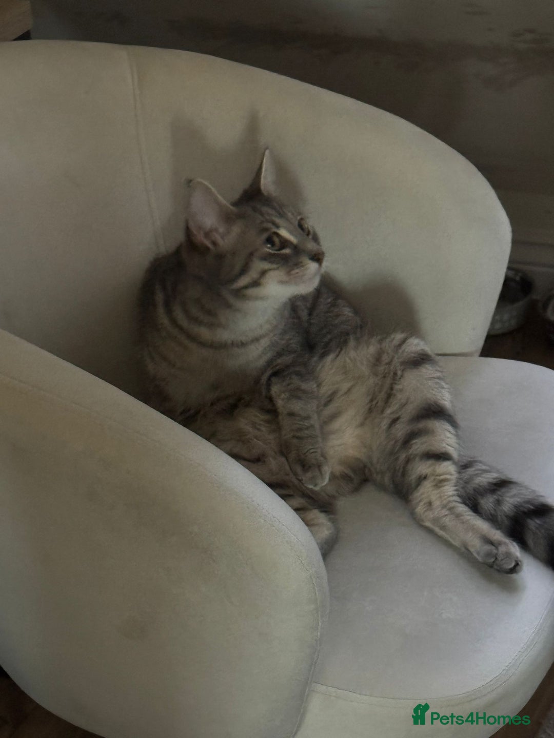 Mixed Breed cats for sale: 9 months old beautiful girl  - Advert 1