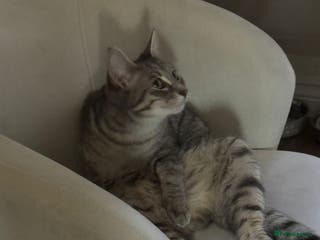 Mixed Breed cats Free to the right home 9 months old girl - Advert 7