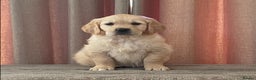 Golden Retriever dogs for sale: Stunning golden retriever puppies for sale  - Advert 32