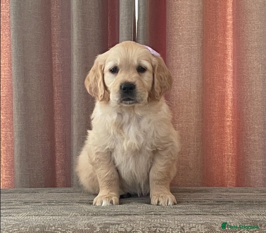 Golden Retriever dogs for sale: Stunning golden retriever puppies for sale  - Advert 32