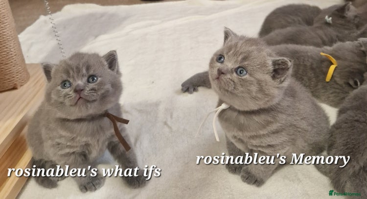 British Shorthair cats - Advert 1