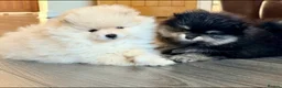 Pomeranian dogs for sale: 🌟 Luxury Pomeranian Puppies 🌟  - Advert 12