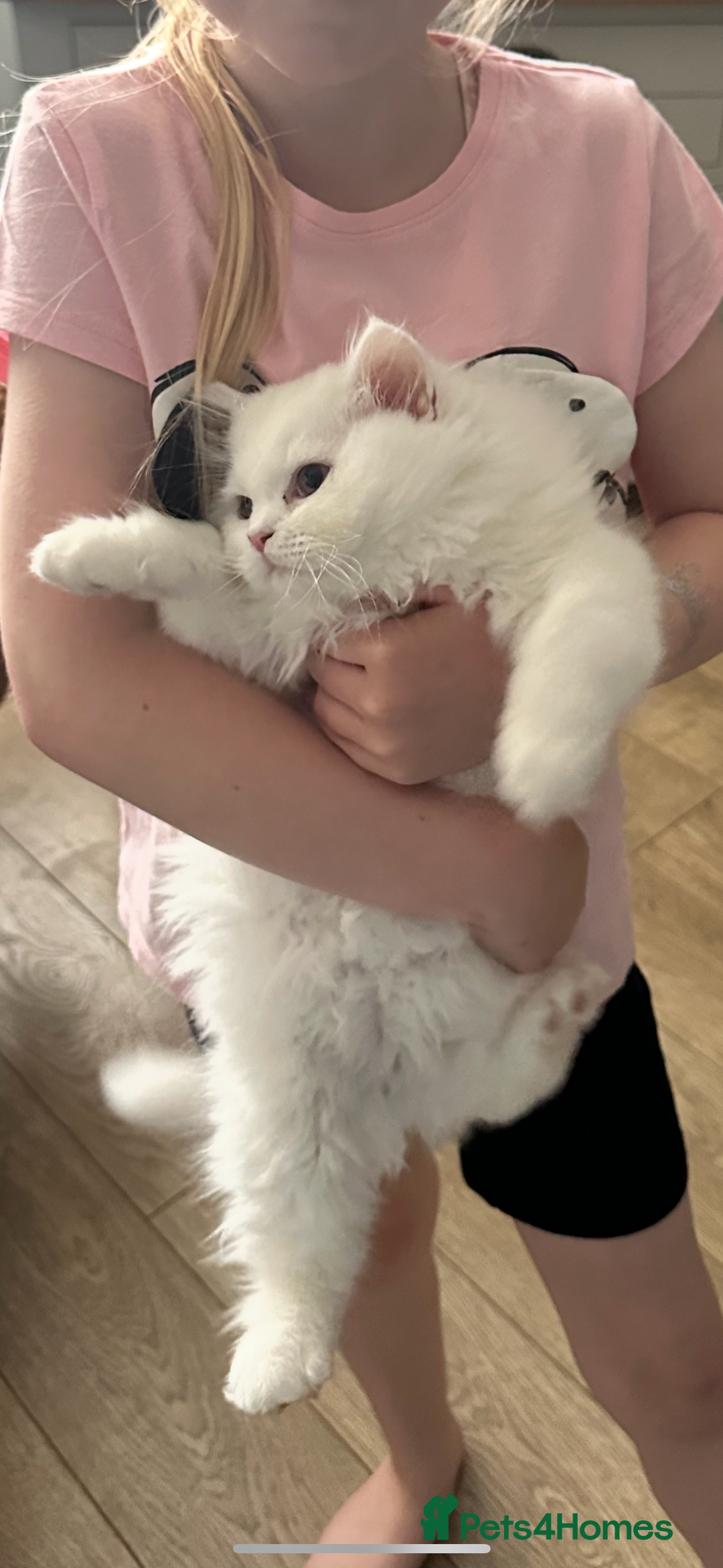 British Longhair cats for sale: Male British longhair - Image 4