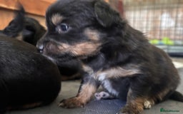 Mixed Breed dogs for sale: Jackawawa - Image 6