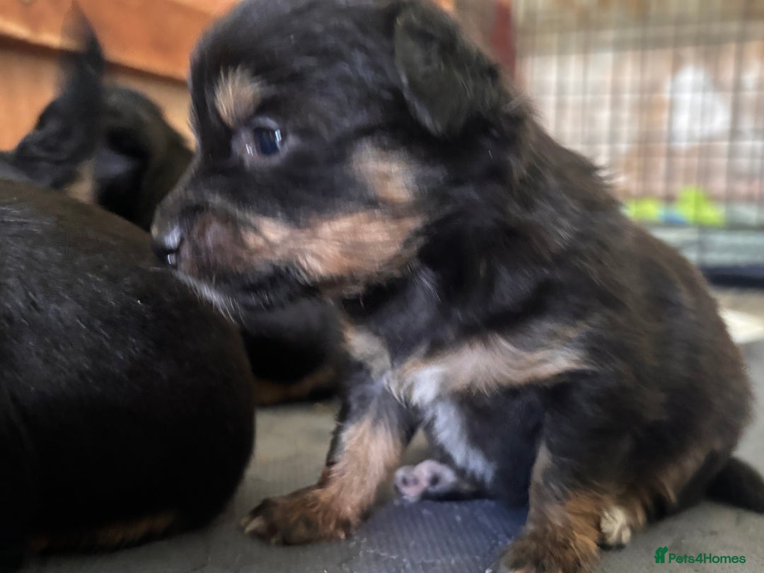 Mixed Breed dogs for sale: Jackawawa - Image 6