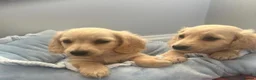 Miniature Dachshund dogs for sale: Beautiful English cream miniature Dachshund - Advert 5