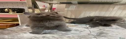 British Shorthair cats for sale: Beautiful British Blues  - Advert 12