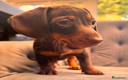 Miniature Dachshund dogs for sale: BEAUTIFUL MINI DACHSHUND PUPPIES READY NOW - Image 25