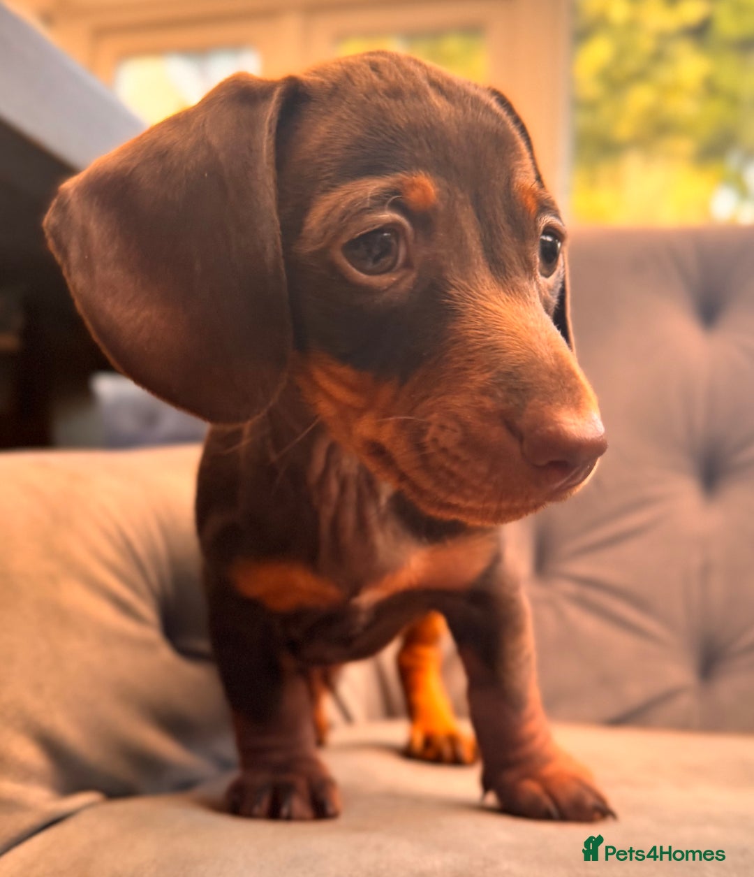 Miniature Dachshund dogs for sale: BEAUTIFUL MINI DACHSHUND PUPPIES READY NOW - Image 25