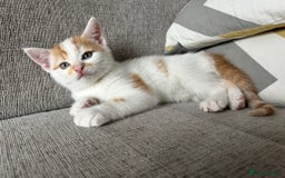 Domestic Shorthair cats for sale: Sweet, Playful Kittens Ready for Loving Homes 🐱 - Image 9