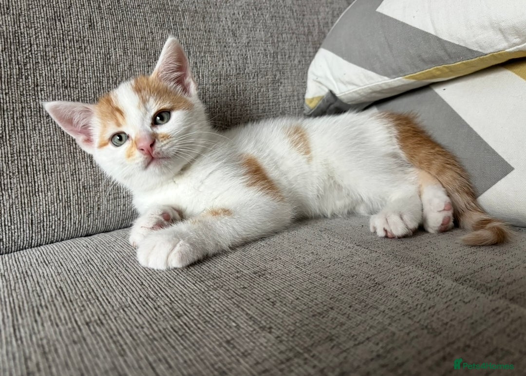 Domestic Shorthair cats for sale: Sweet, Playful Kittens Ready for Loving Homes 🐱 - Image 9
