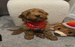 Miniature Poodle dogs for stud: Dark Red Miniature Poodle Stud Package Available in Southampton - Image 6
