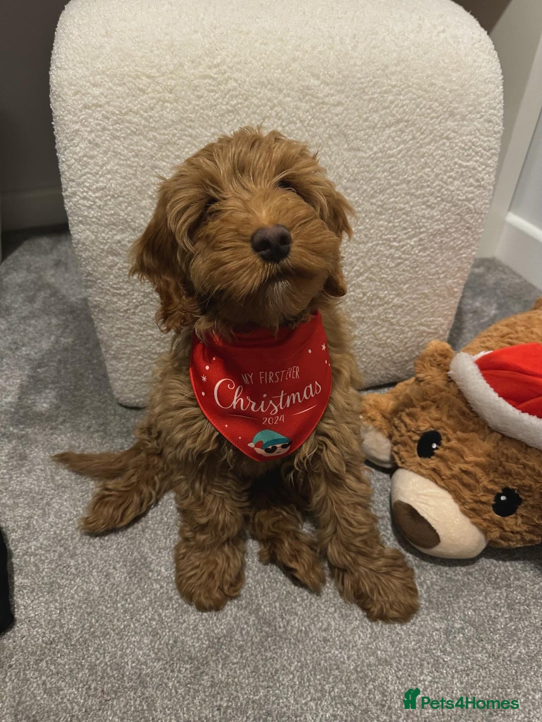 Miniature Poodle dogs for stud: Dark Red Miniature Poodle Stud Package Available in Southampton - Image 6