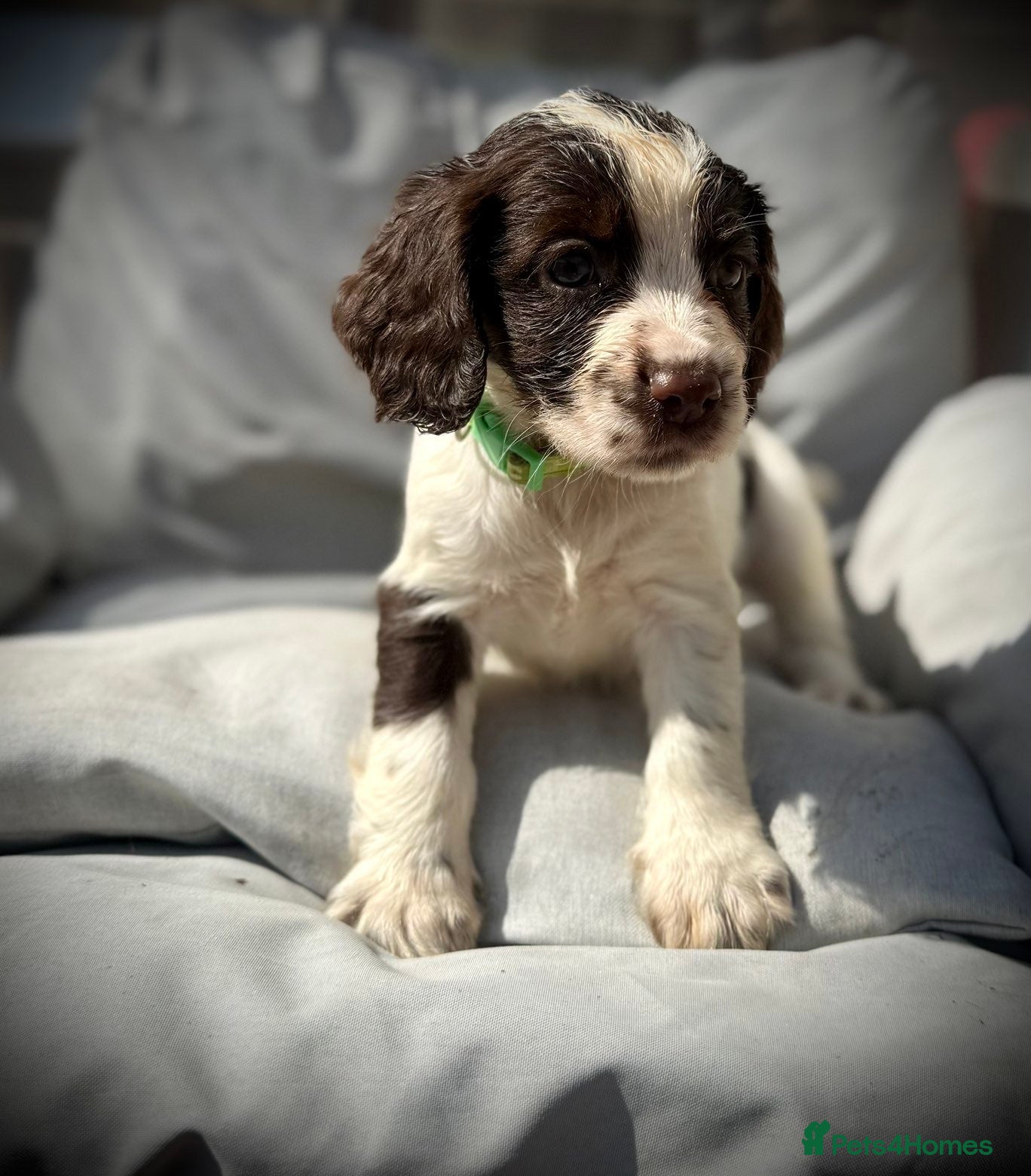 Sprocker dogs Beautiful Sprocker Spaniel Puppies for Sale!  - Advert 1
