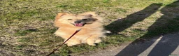Pomeranian dogs for sale: Pomeranian puppies  - Advert 13