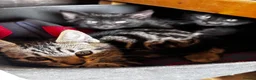Bengal cats for sale: Gorgeous part bengal kittens ready for loving home - Advert 11