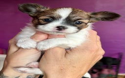 Papillon dogs for sale: 1 beautiful papillon girl puppy for sale - Image 2