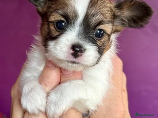 Papillon dogs - Advert 3