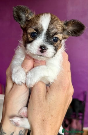 Papillon dogs - Advert 1