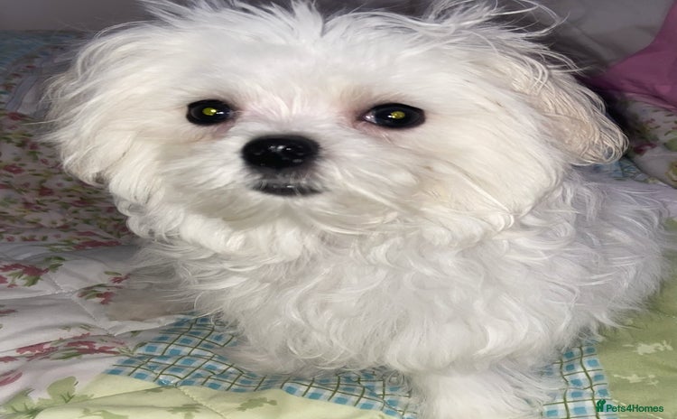 Maltese dogs in South Shields - Advert 3