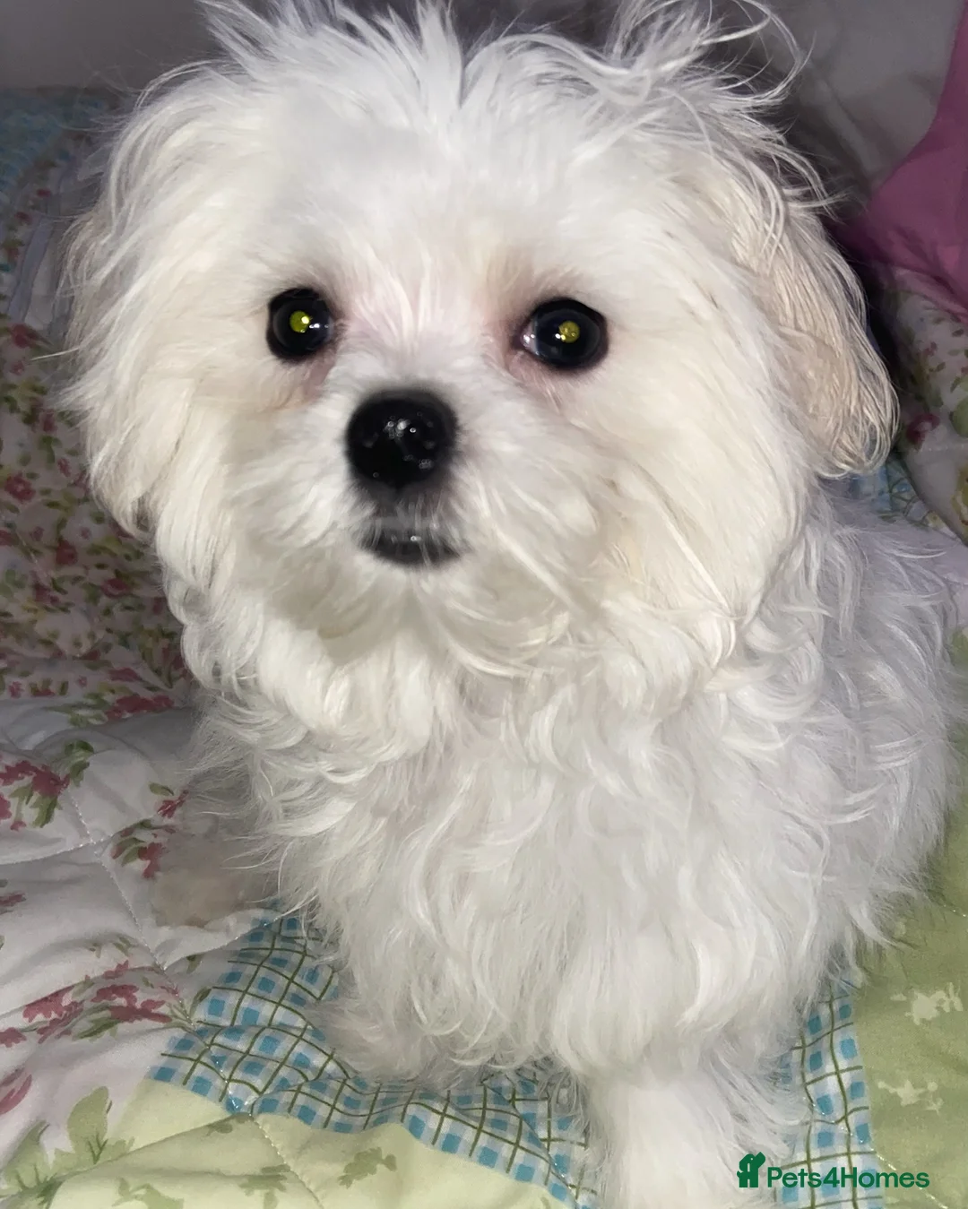 Maltese dogs for stud: Fabulous proven miniature Maltese for stud 🌟 in South Shields - Advert 3