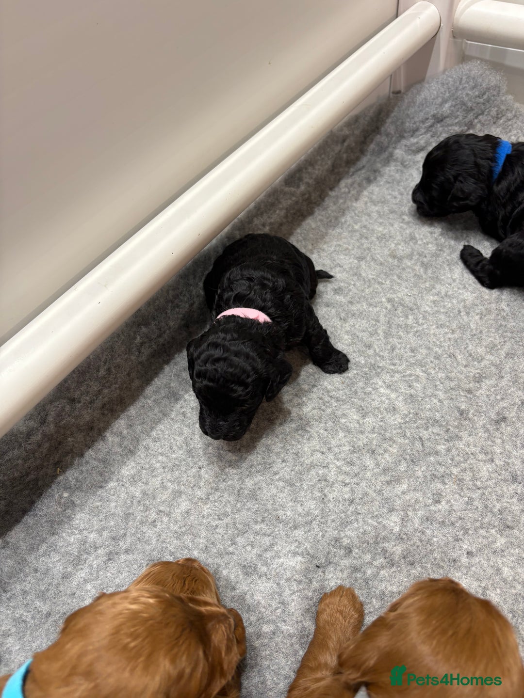 Cockapoo dogs for sale: Beautiful F1B Cockapoo Puppies - Advert 18