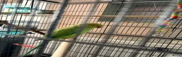Parrots birds for sale: Ringneck Parrot in Gravesend - Advert 3