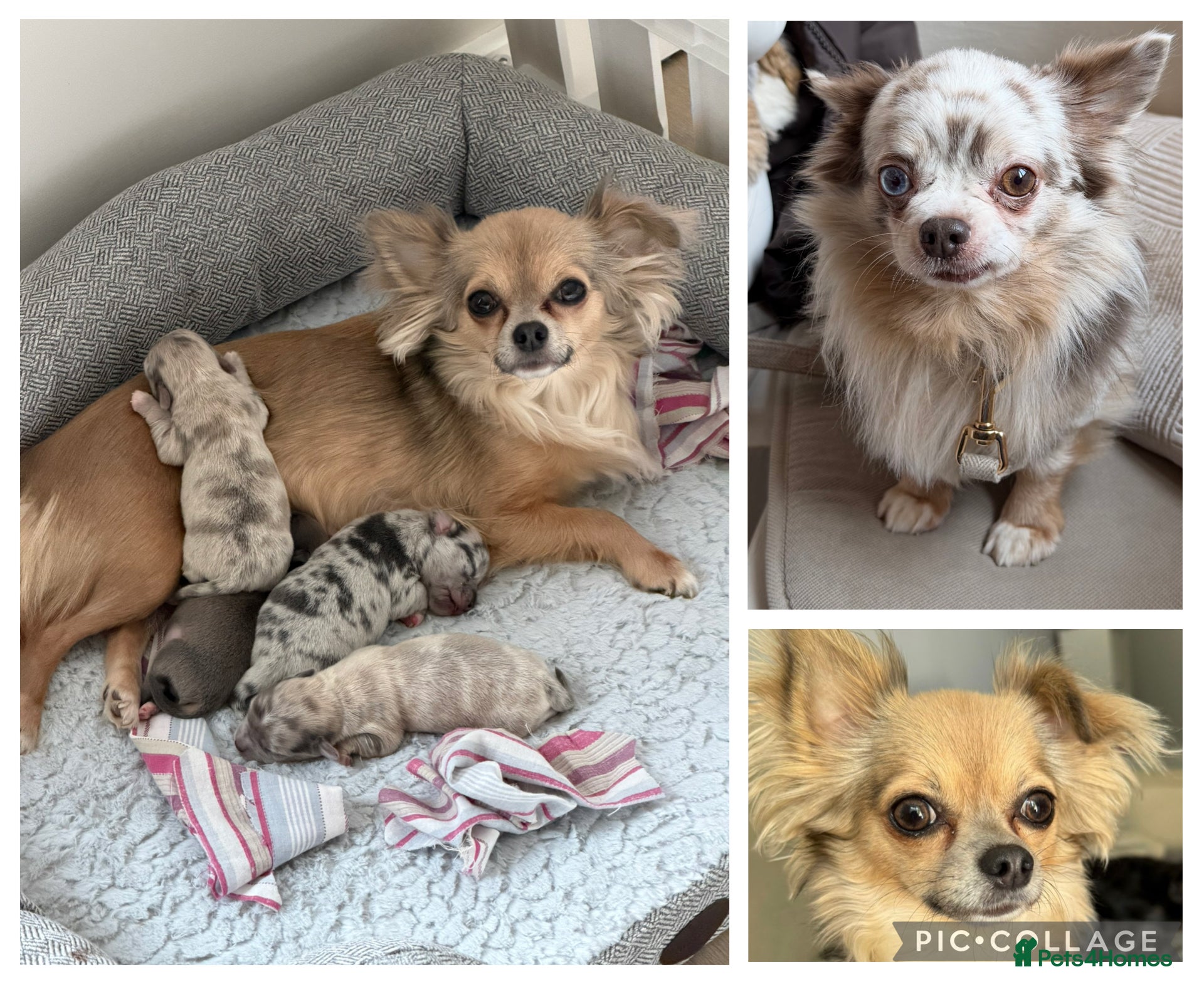 Chihuahua dogs Stunning litter of mixed Merle and Lilac fawn - Advert 6