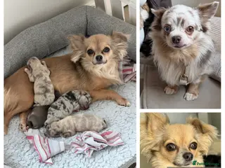 Chihuahua dogs Stunning litter of mixed Merle and Lilac fawn - Advert 1