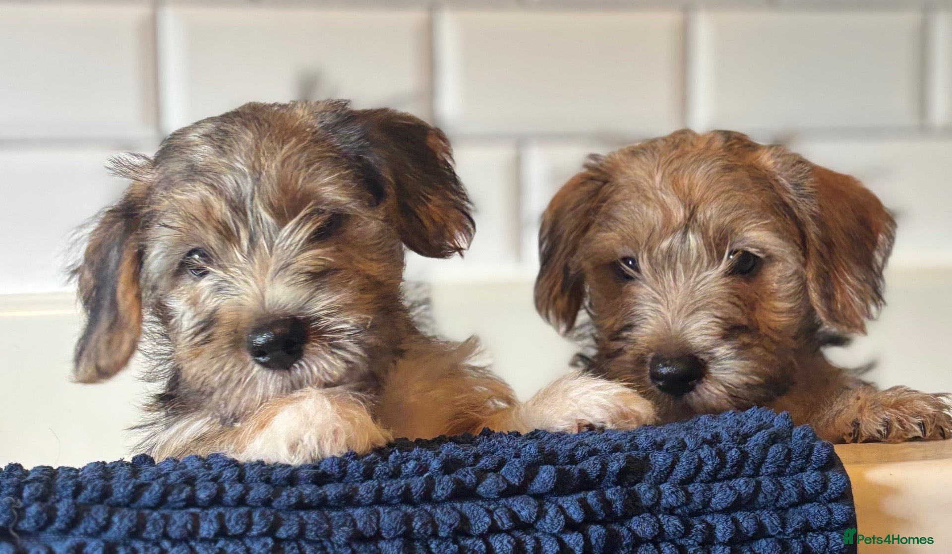 Mixed Breed dogs Norfolk x Sealyham puppies  - Advert 2