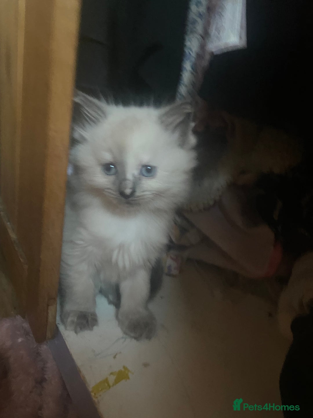 British Shorthair cats for sale: Kittens  - Image 3