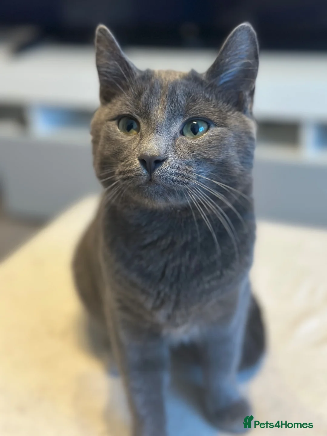 Mixed Breed cats for sale: Meet Halo – 2-Year-Old British Blue-Style Boy 🐾 - Advert 2