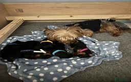 Yorkshire Terrier dogs for sale: Ready to leave  - Image 11